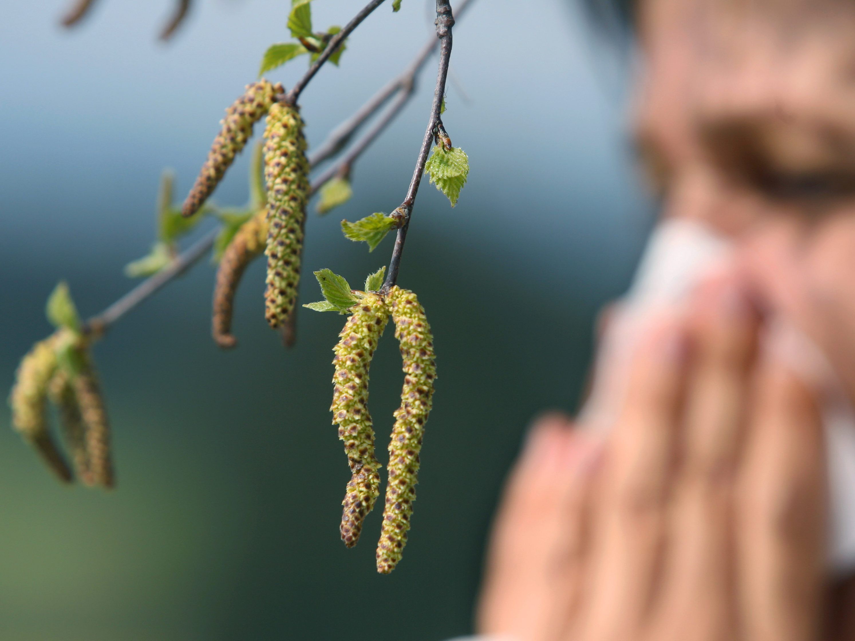 In Wien wurde ein wirksamer Impfstoff gegen Gräserpollen-Allergie entwickelt.