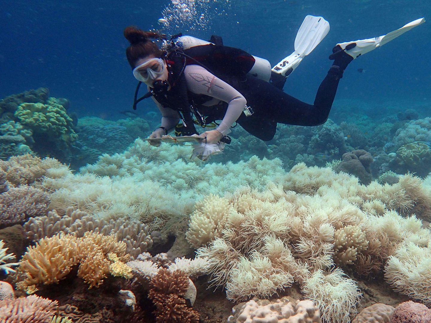 Die australische Regierung lobte 1,3 Millionen Euro für "innovative Lösungen" zur Rettung des Great Barrier Reef aus.