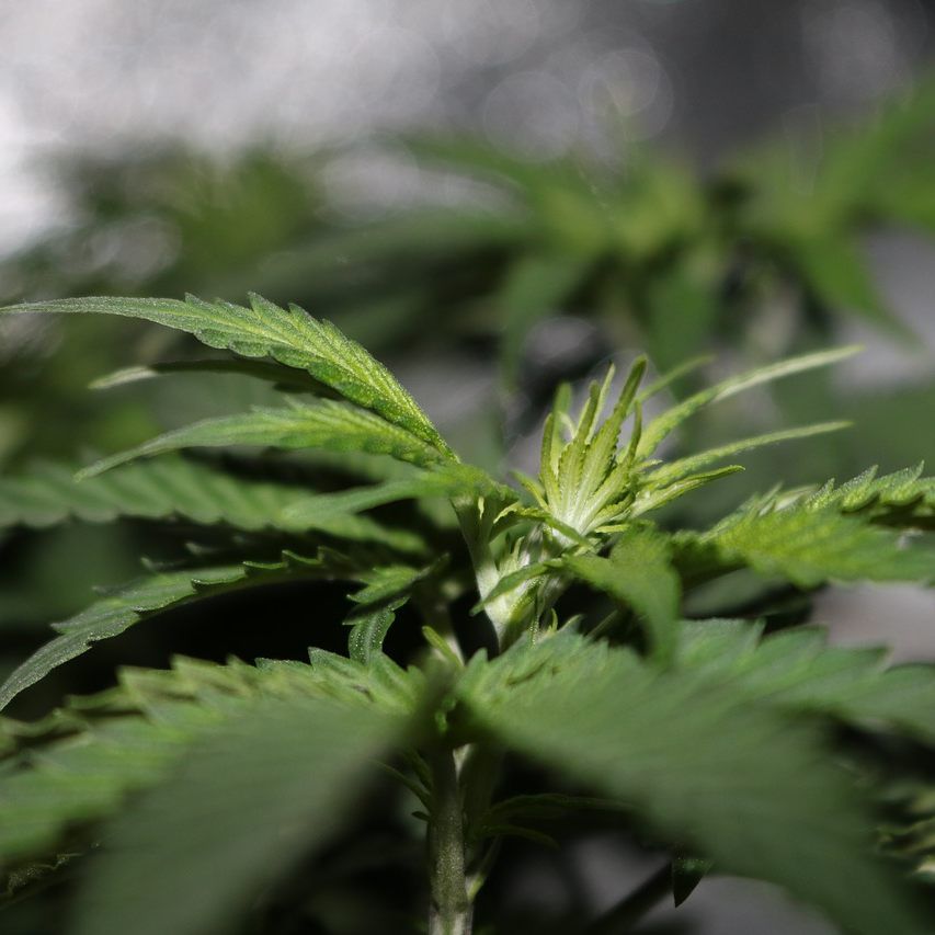 Die Sozialistische Jugend NÖ fordert die Legalisierung von Cannabis.