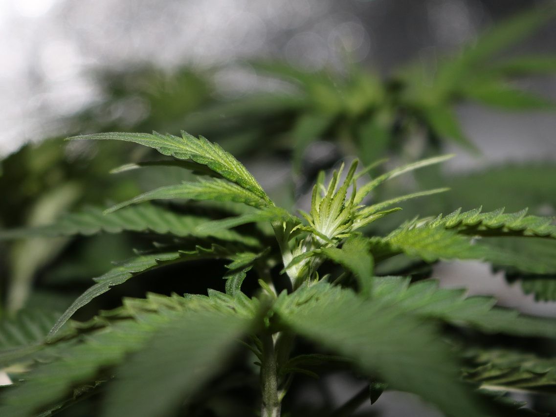 Die Sozialistische Jugend NÖ fordert die Legalisierung von Cannabis. Die Sozialistische Jugend NÖ fordert die Legalisierung von Cannabis.
