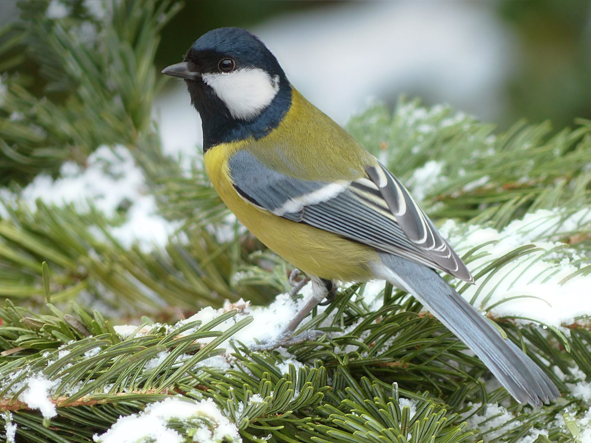 Die Kohlmeise ist offenbar der meist gesichtete Wintervogel