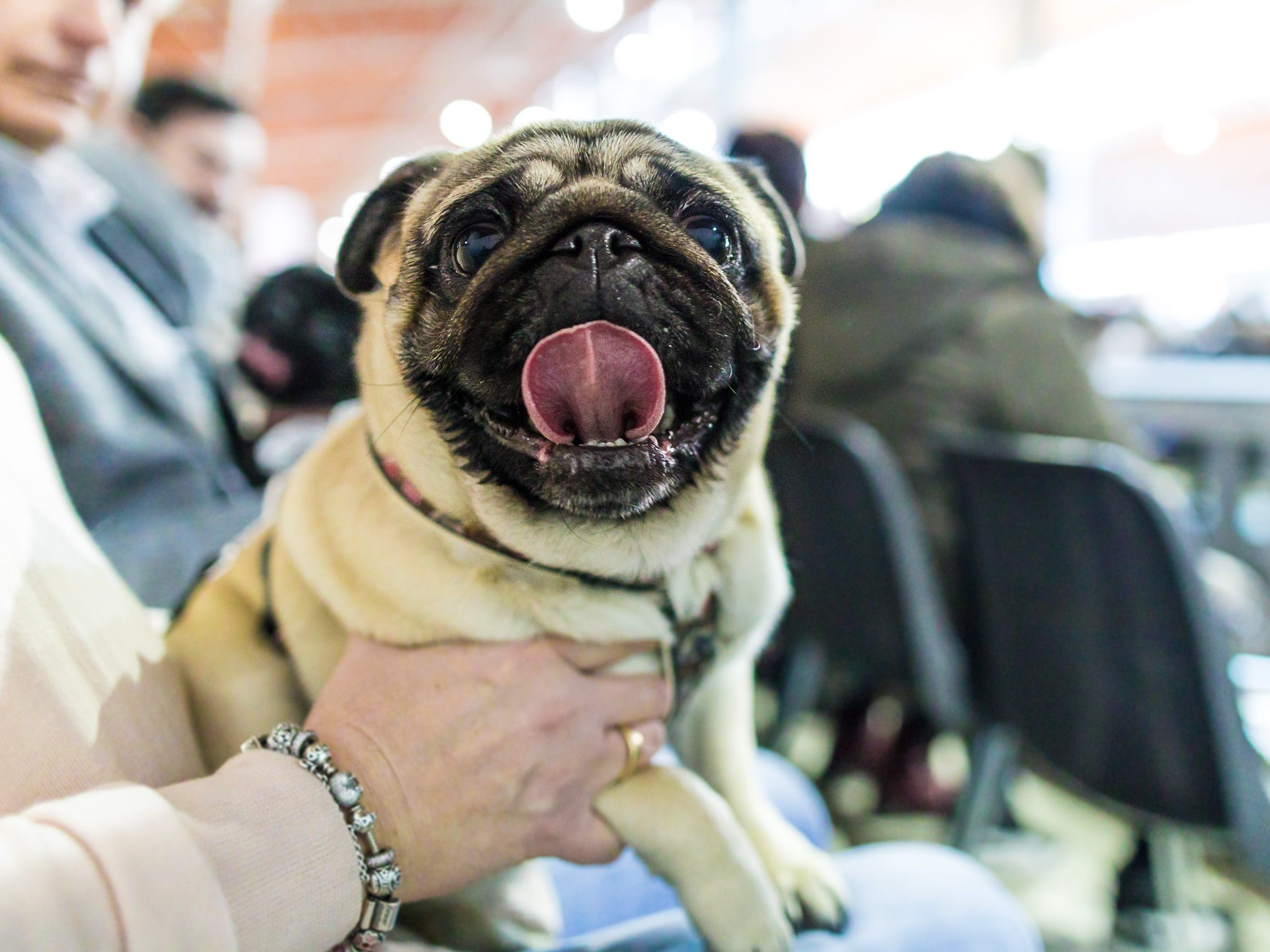 Viele menschliche und auch tierische Besucher wurden bei der Haustiermesse Wien gezählt.