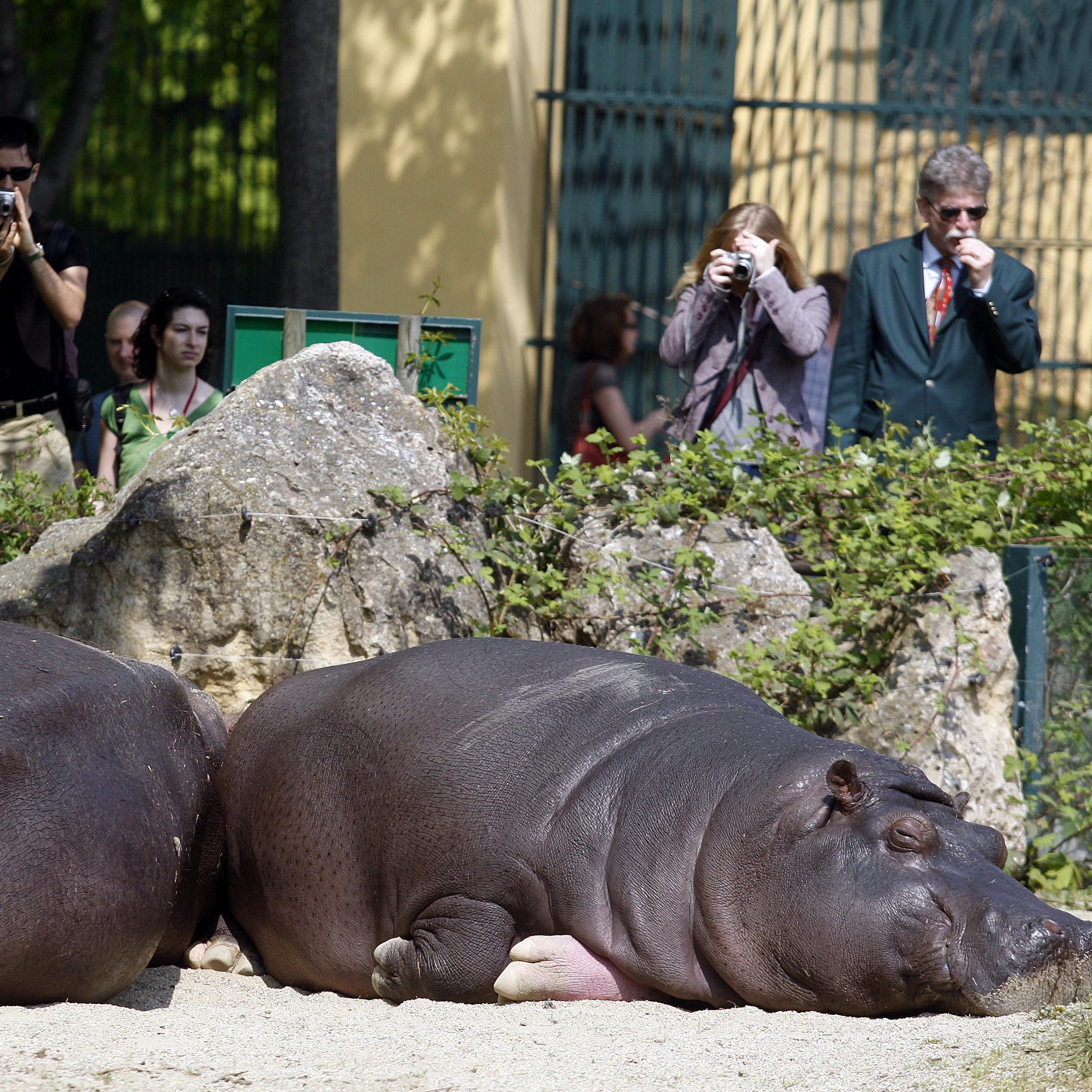 Die Hippos im Tiergarten Schönbrunn bekommen ein neues Außengehege.