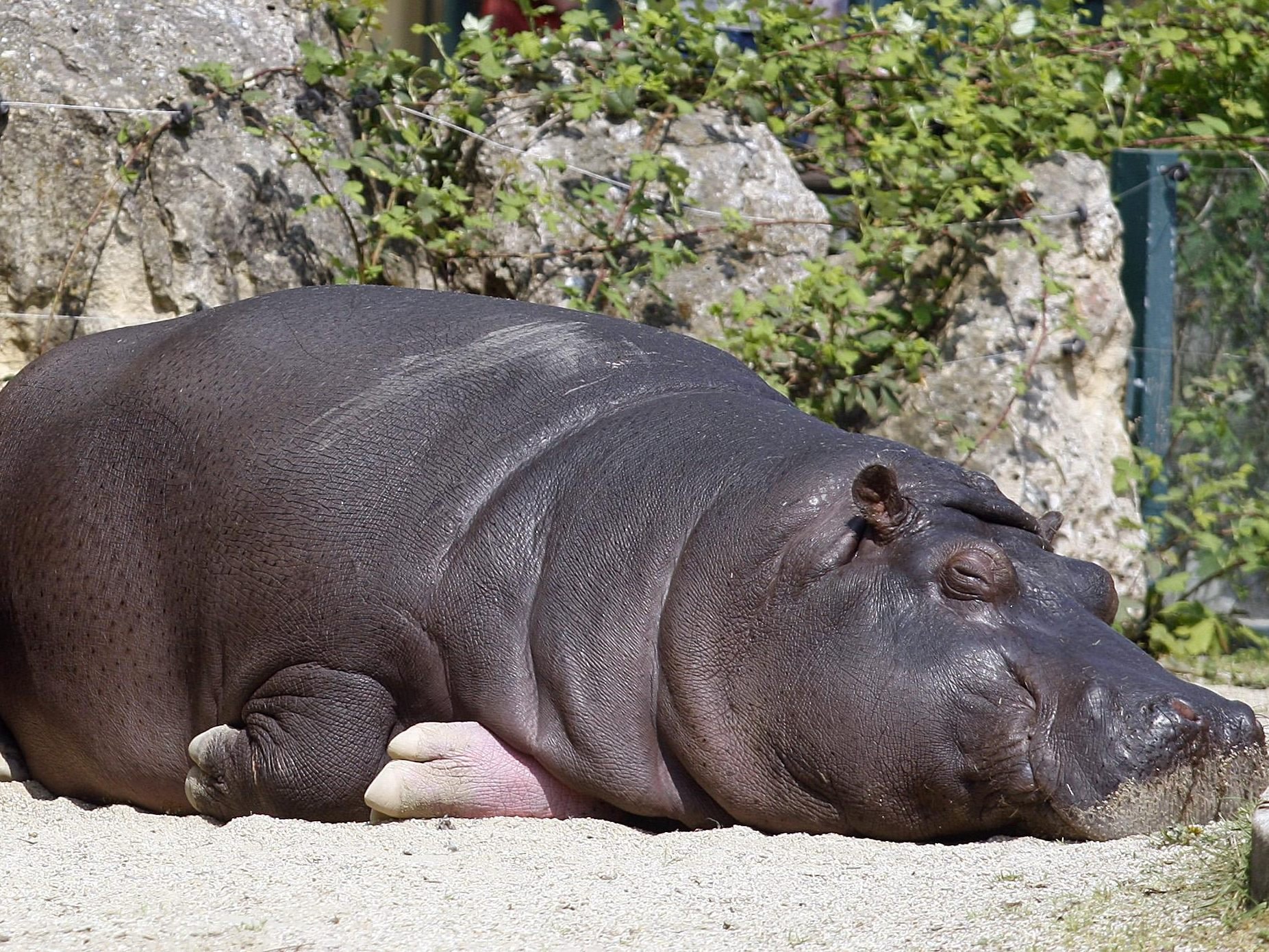 Die Hippos im Tiergarten Schönbrunn bekommen ein neues Außengehege.