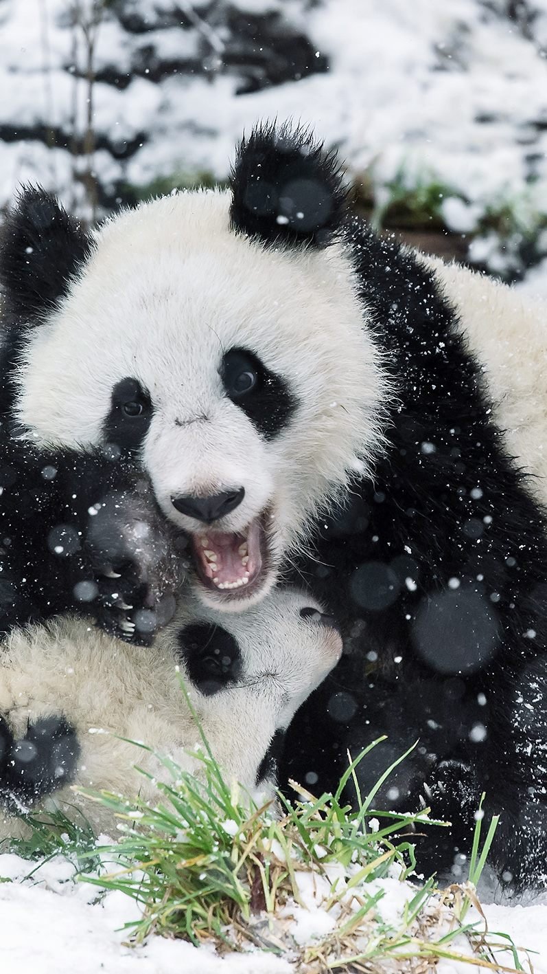 Der Wiener Zoo gewann in zwei Kategorien.