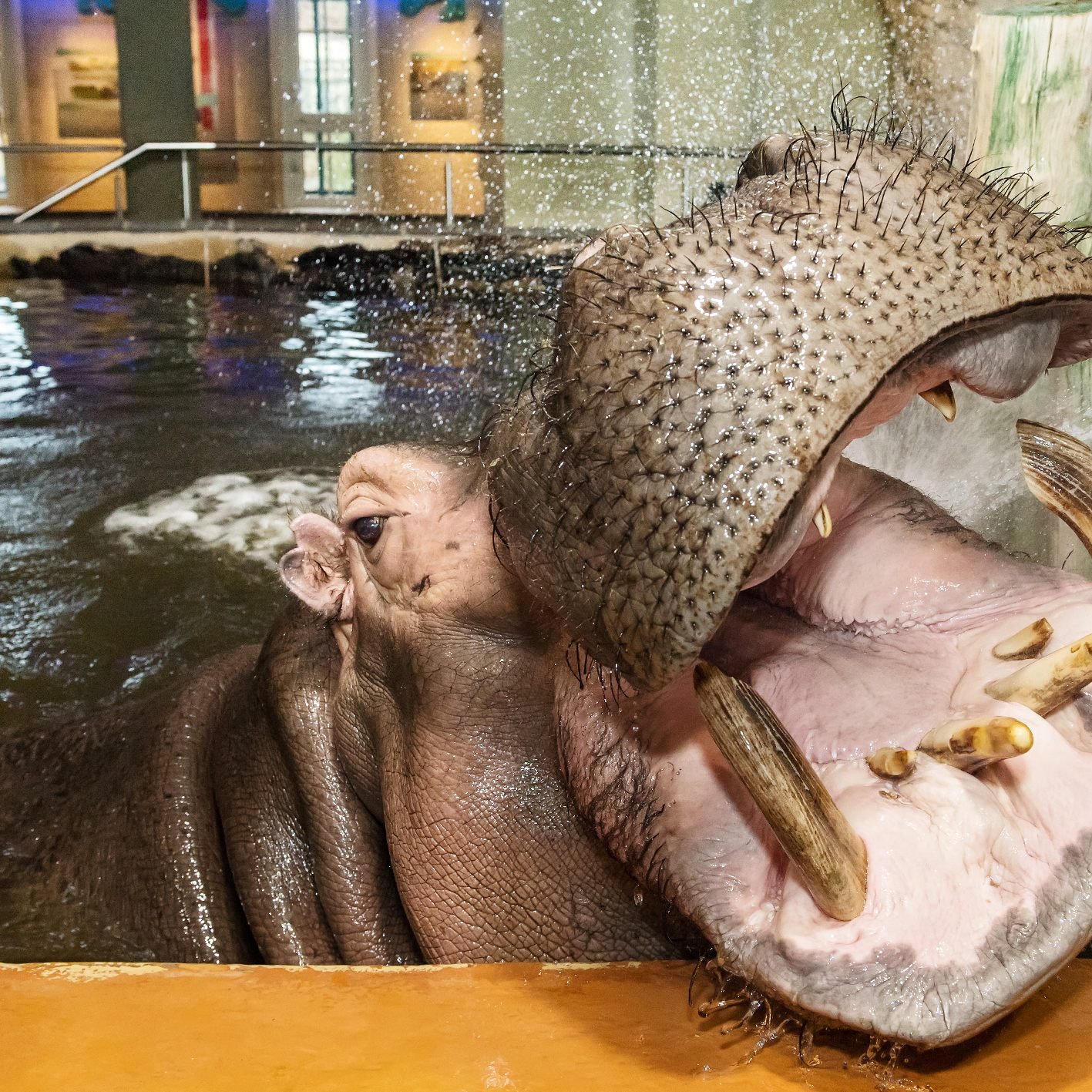 Zum Welttag des Flusspferdes gibt's Äpfel und eine Mauldusche.