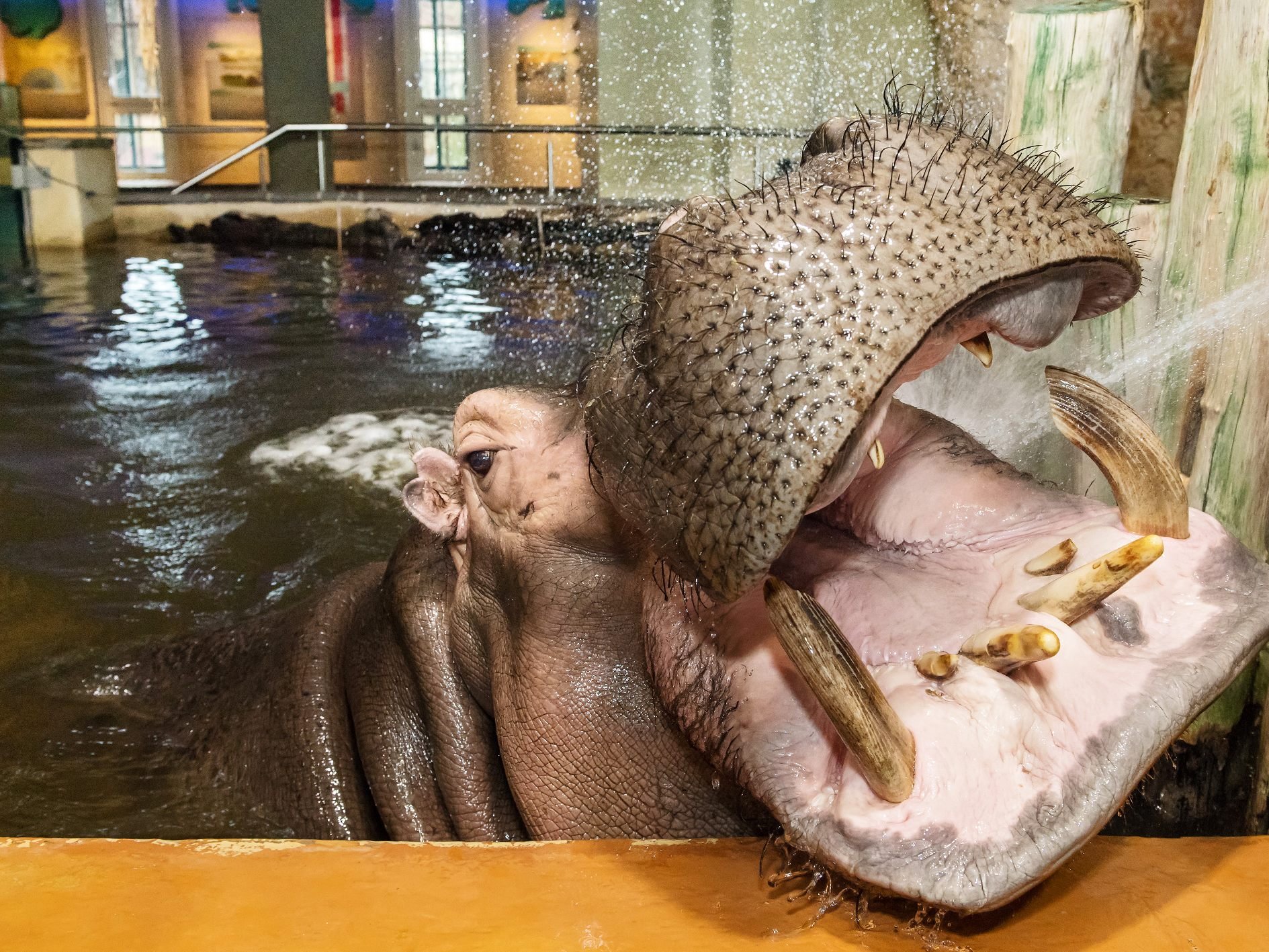 Zum Welttag des Flusspferdes gibt's Äpfel und eine Mauldusche.