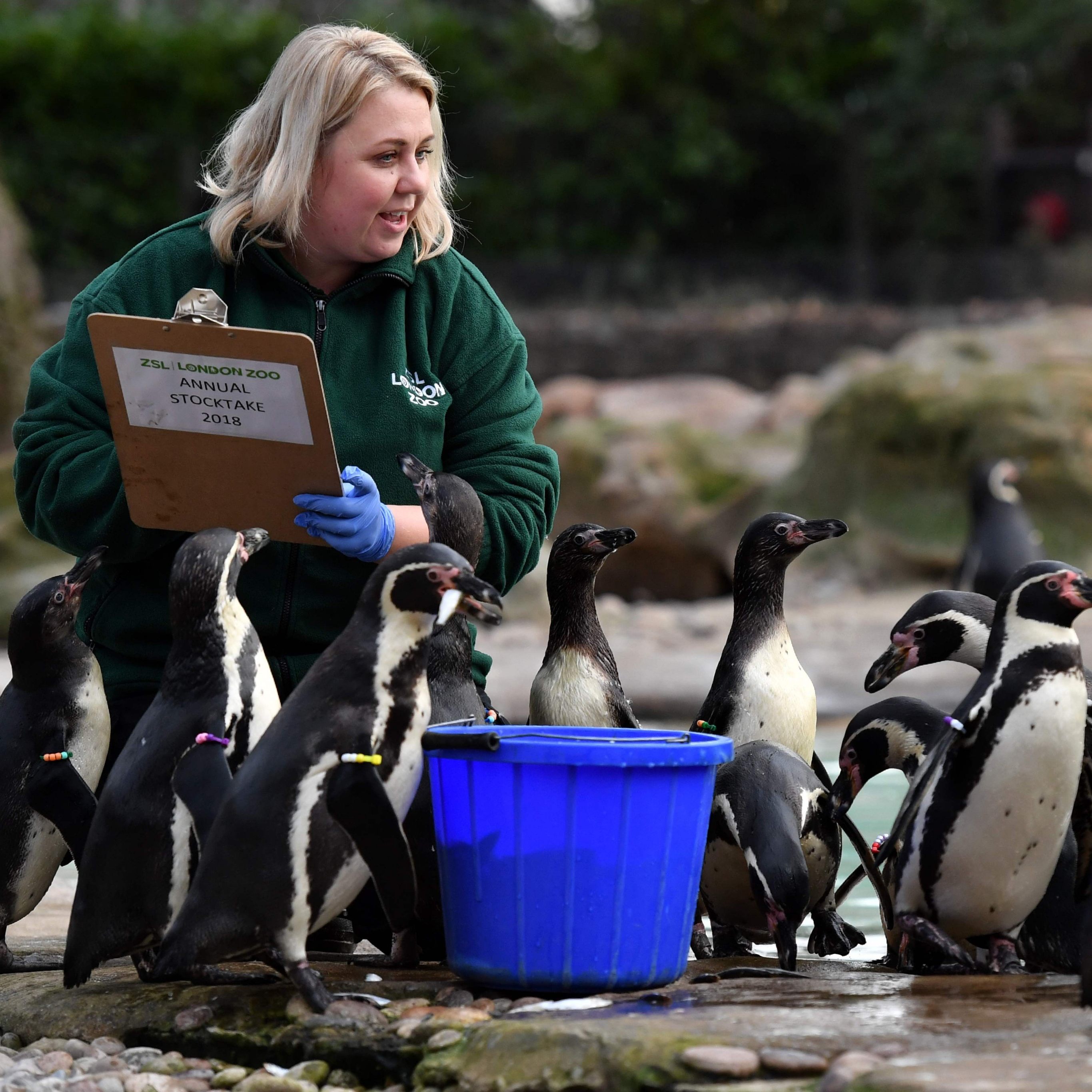 Die Pinguine stellten sich brav in einer Reihe auf.
