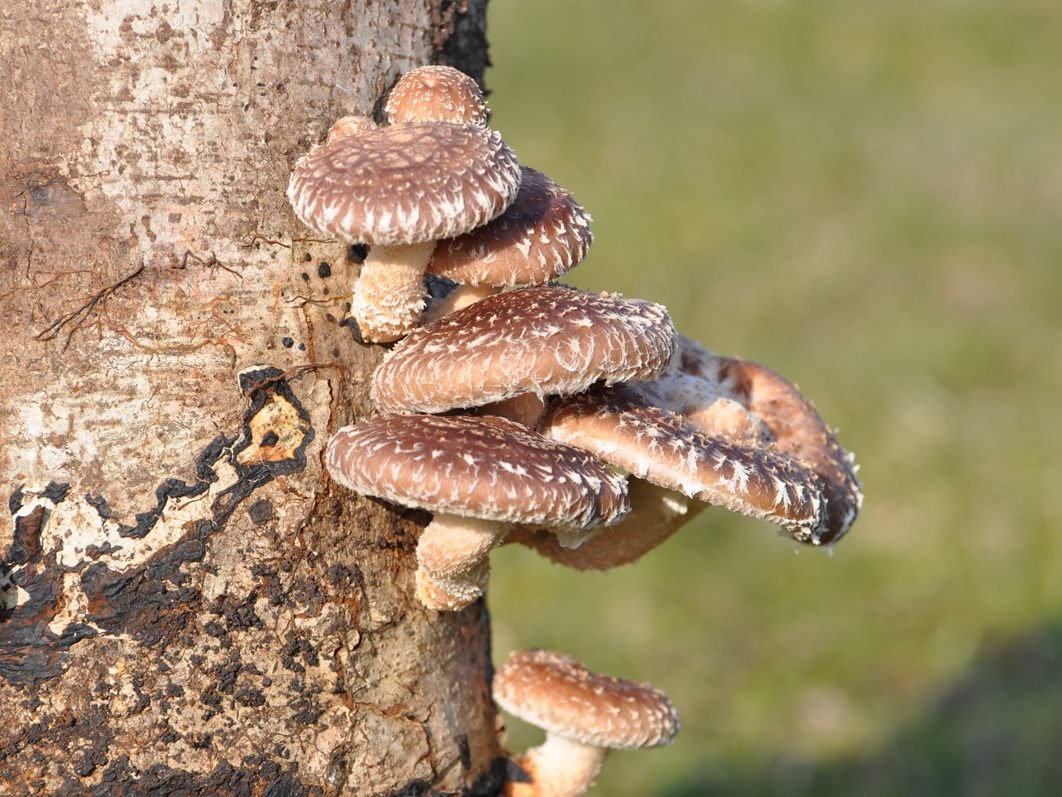 Shiitake