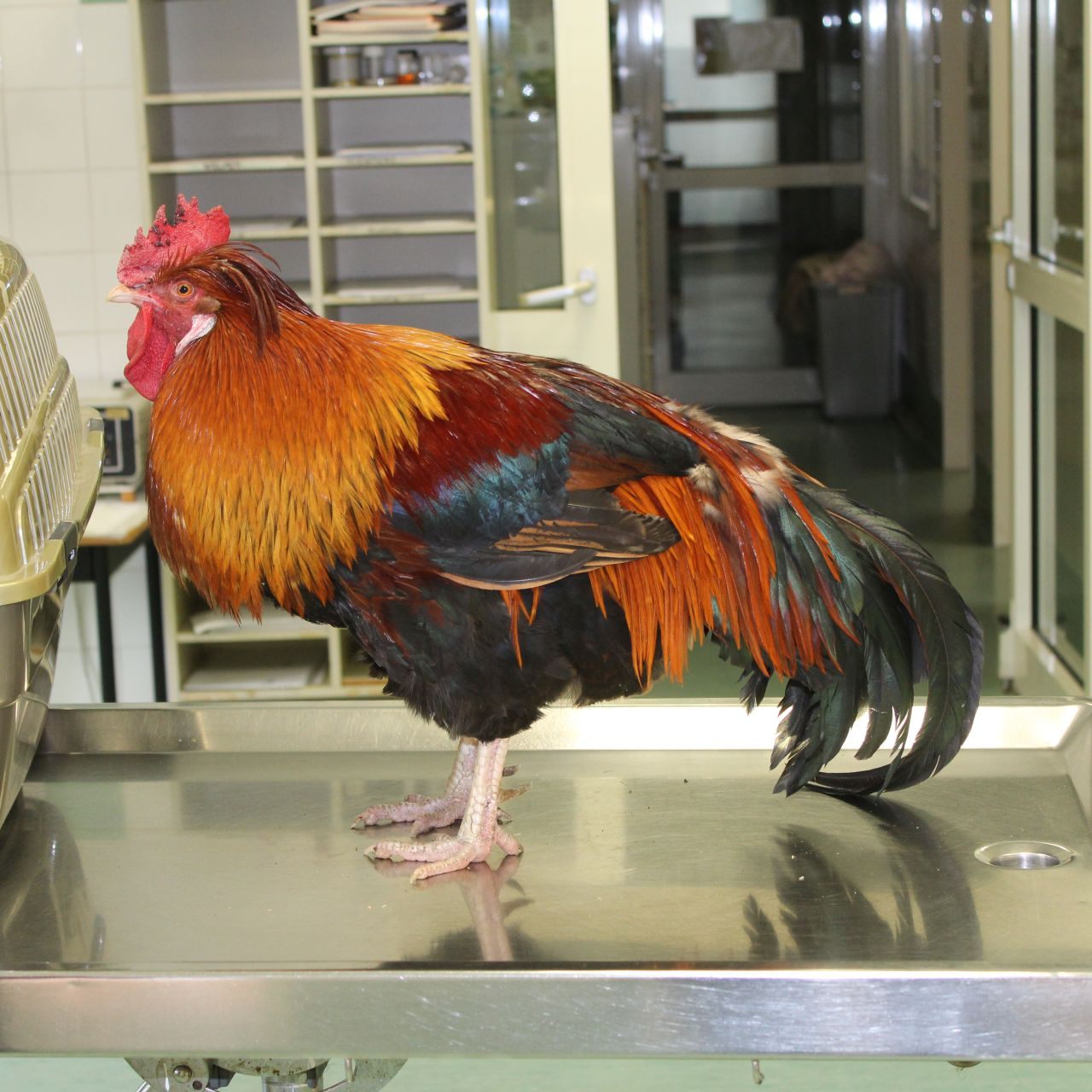 "Sir Lancelot" wagte einen Ausflug auf die Autobahn.