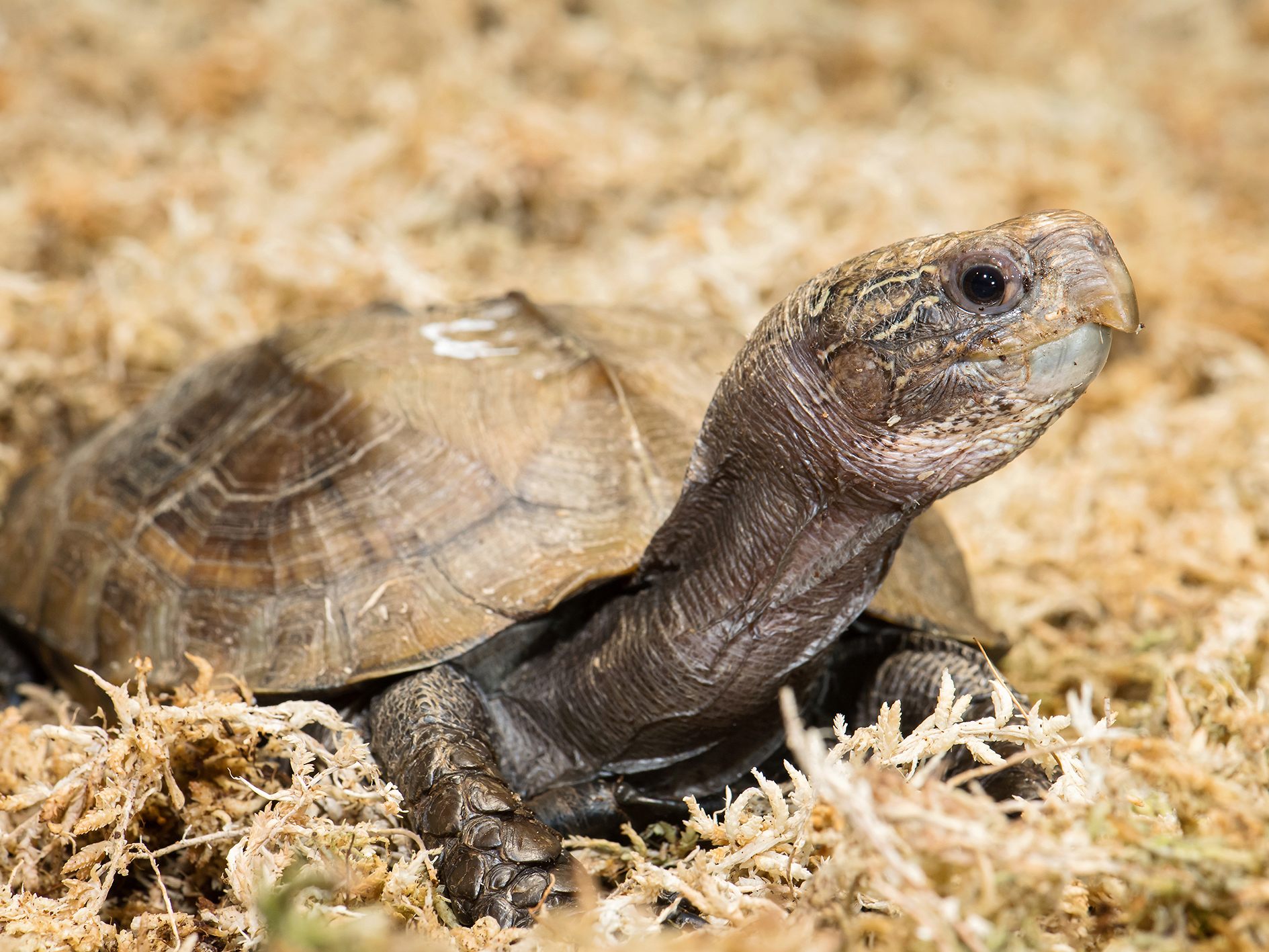 Die Scharnierschildkröte im Wiener Tiergarten Schönbrunn wurde zum "Zootier des Jahres" gekürt. Die Scharnierschildkröte im Wiener Tiergarten Schönbrunn wurde zum "Zootier des Jahres" gekürt.
