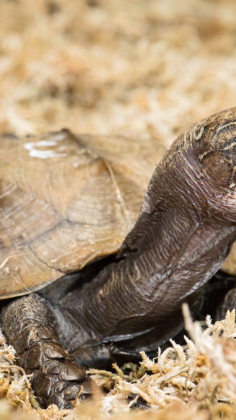 Die Scharnierschildkröte im Wiener Tiergarten Schönbrunn wurde zum "Zootier des Jahres" gekürt.