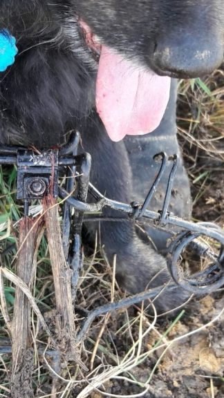 "Volpino" starb qualvoll, nachdem er in die illegale Falle getreten war.