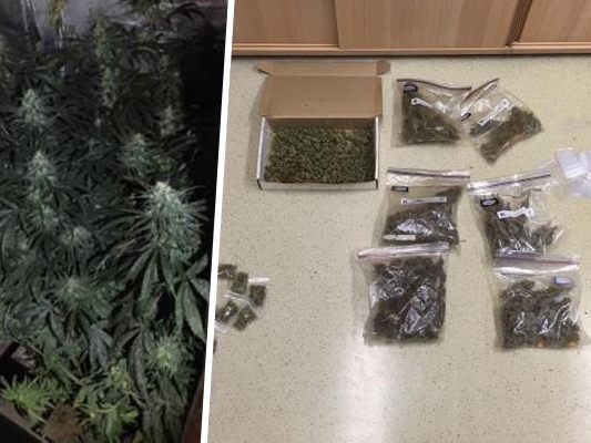 21 Cannabispflanzen wurden unter anderem sichergestellt. 21 Cannabispflanzen wurden unter anderem sichergestellt.