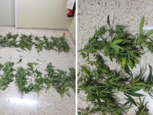 Die Cannabispflanzen wurden durch Zufall von den Polizisten entdeckt.