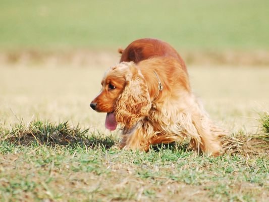 Ein Hund verstarb, nachdem er einen Giftköder gefressen hatte.