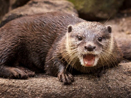 Der erbitterte Kampf für den Schutz des Fischotters zählt zu den Wahlkampfthemen der Kärntner Grünen.