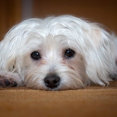 Der Malteser-Mix wäre fast gestorben.