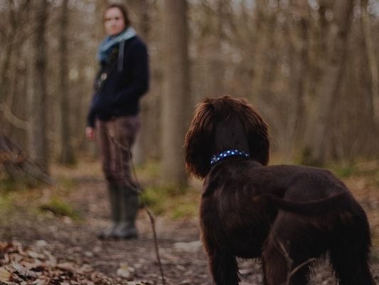 Die Zahl der Giftköder-Attacken auf Hunde nimmt zu.