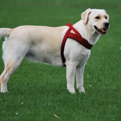 Erneut verstarben zwei Hunde nach Giftköder-Attacken.