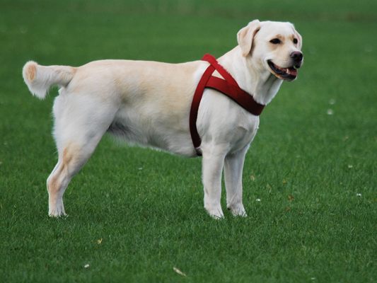 Erneut verstarben zwei Hunde nach Giftköder-Attacken.