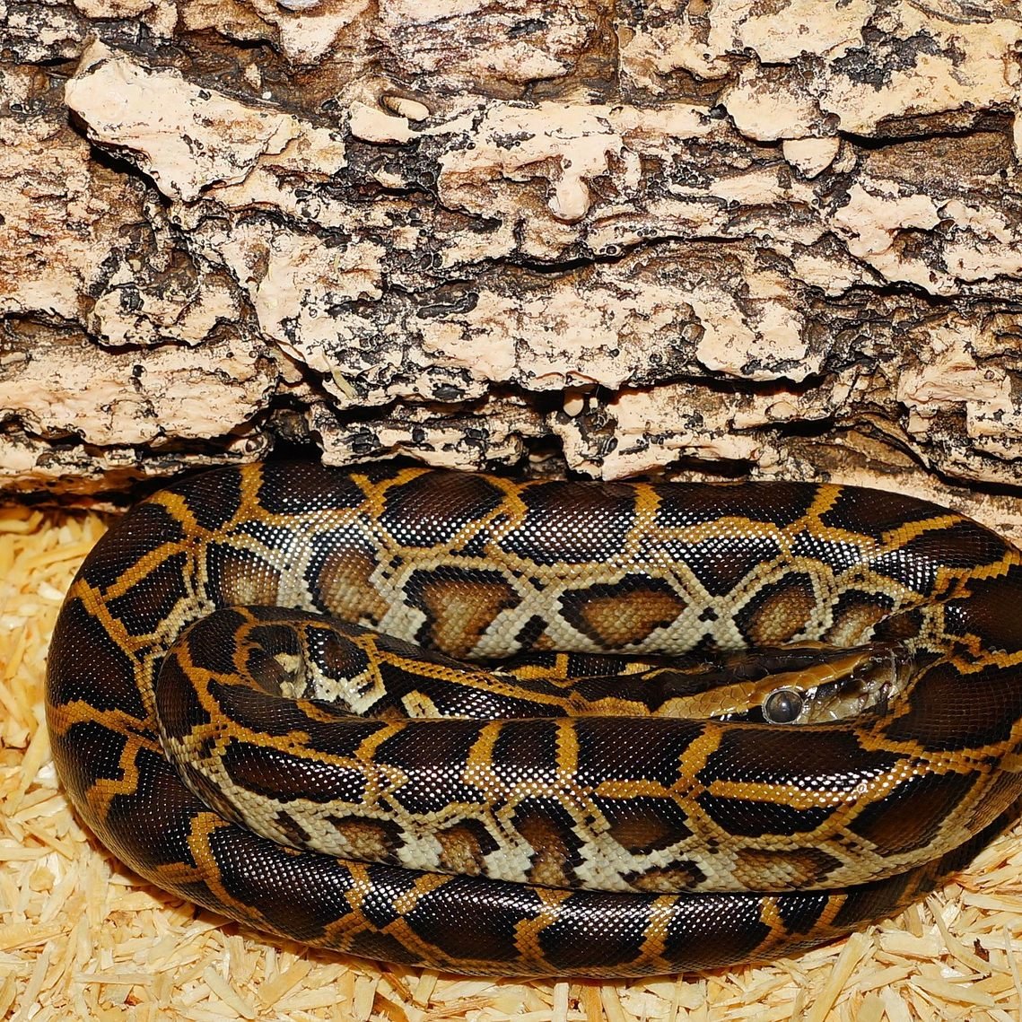 Neben der Tigerpython erfror auch ein Brillenkaiman im Burgenland.