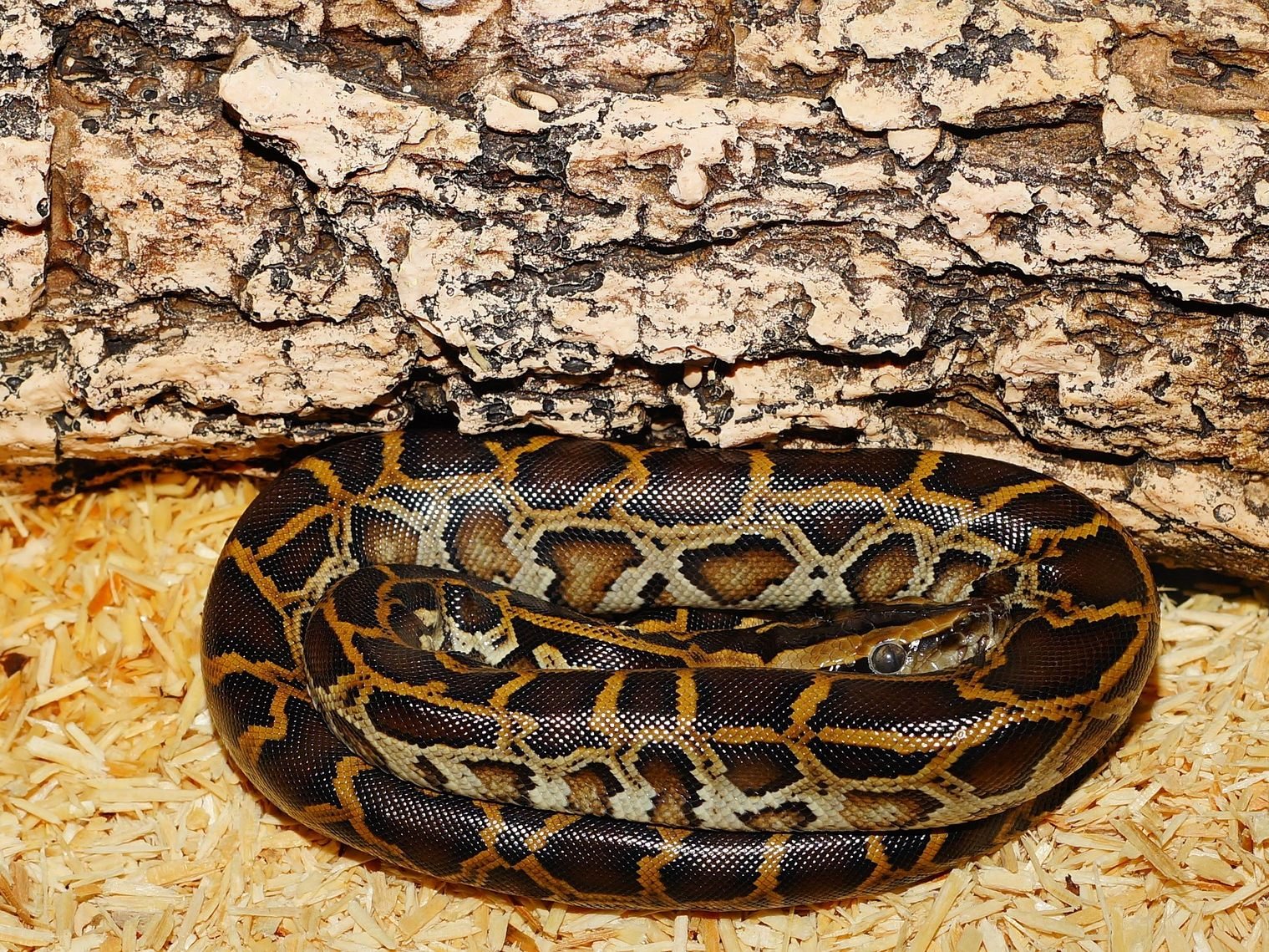 Neben der Tigerpython erfror auch ein Brillenkaiman im Burgenland.