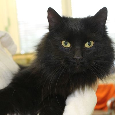 Die Katzendame dürfte mit einem Lkw nach Österreich gereist sein.