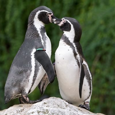 Der Tiergarten Schönbrunn lockt am Valentinstag mit einem besonderen Angebot.