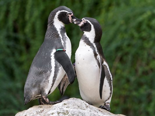 Der Tiergarten Schönbrunn lockt am Valentinstag mit einem besonderen Angebot. Der Tiergarten Schönbrunn lockt am Valentinstag mit einem besonderen Angebot.