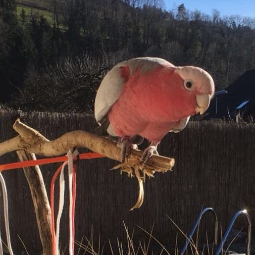 Dieser Rosenkakadu wird vermisst.