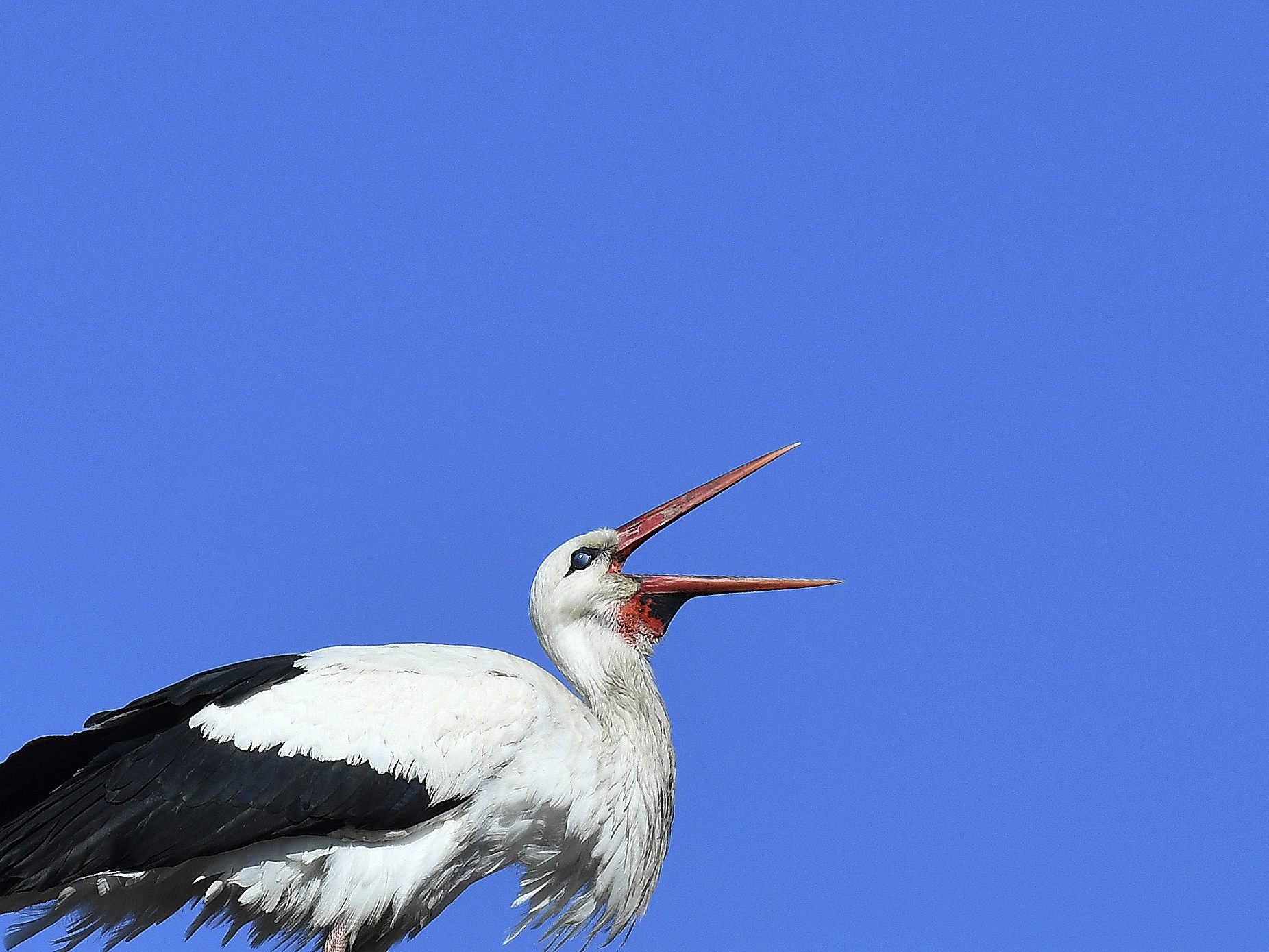 In Marchegg wurde der erste Weißstorch der Saison gesichtet.