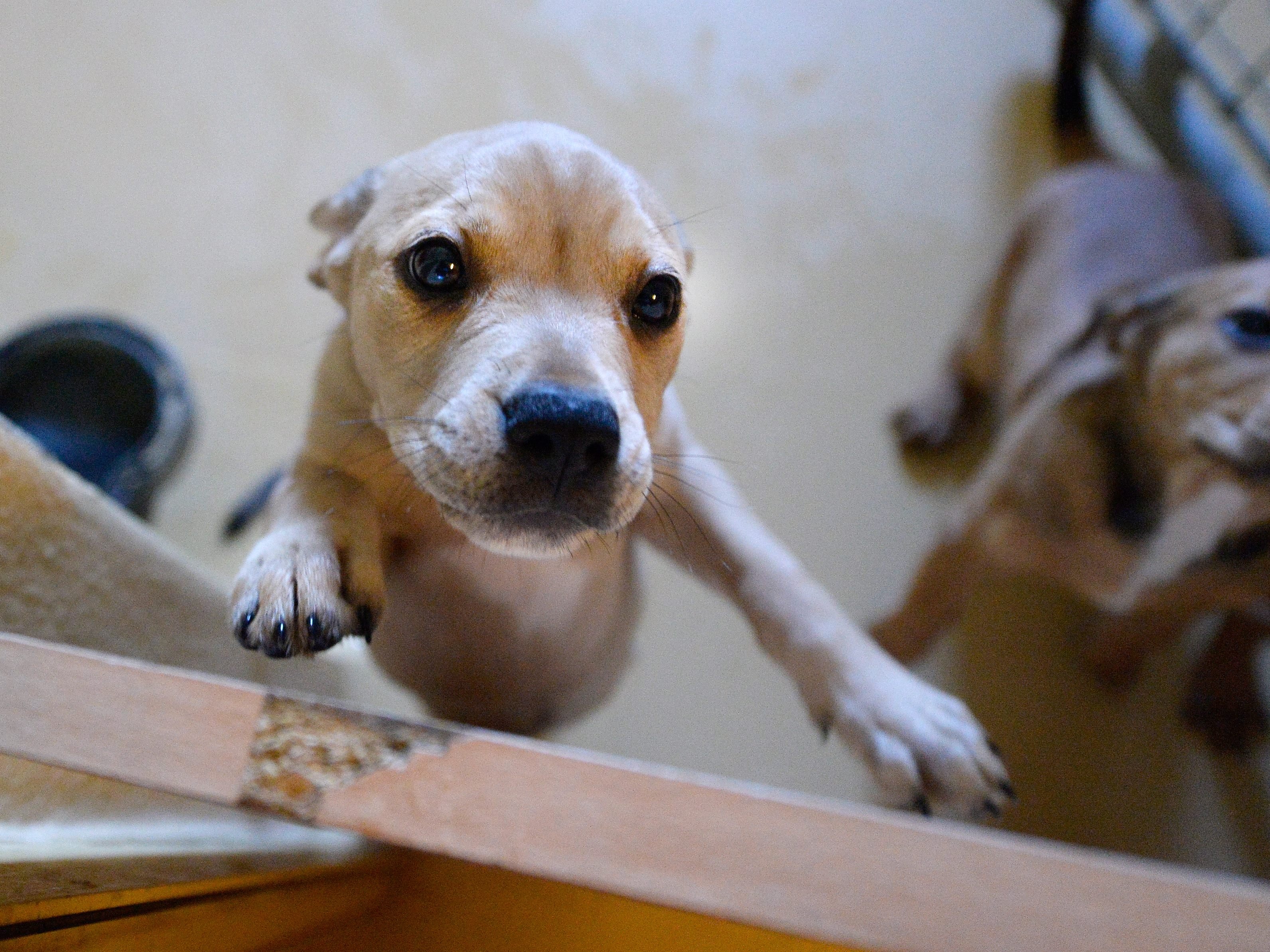 Der Wiener Tierschutzverein lädt zum Frühlingsfest mit Ostermarkt. Der Wiener Tierschutzverein lädt zum Frühlingsfest mit Ostermarkt.