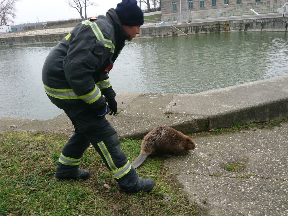 Ungewöhnlicher Rettungseinsatz der Feuerwehr in Döbling