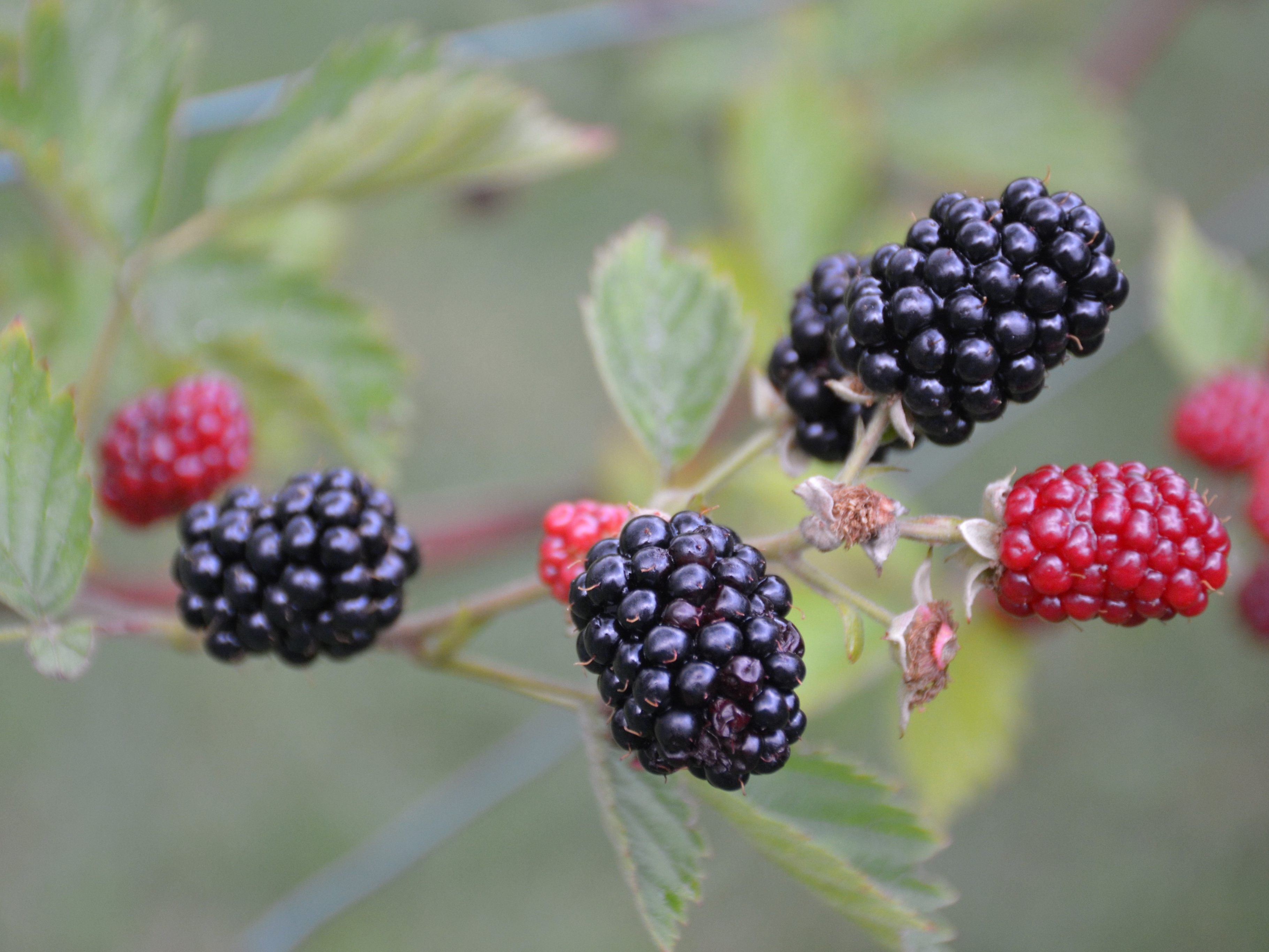 Brombeer Nessy