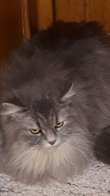 Hilde