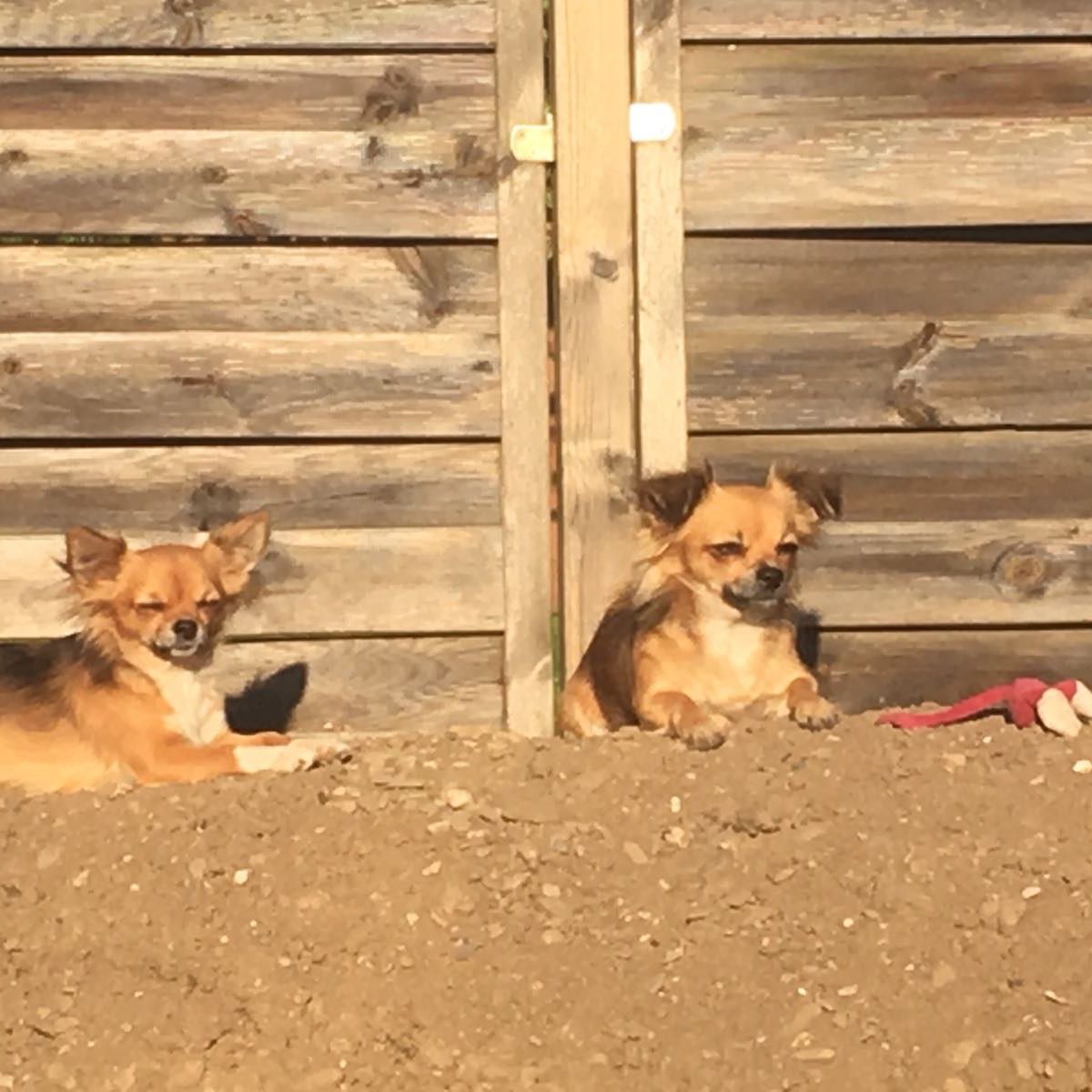 Wir spielen gerne gemeinsam im Garten