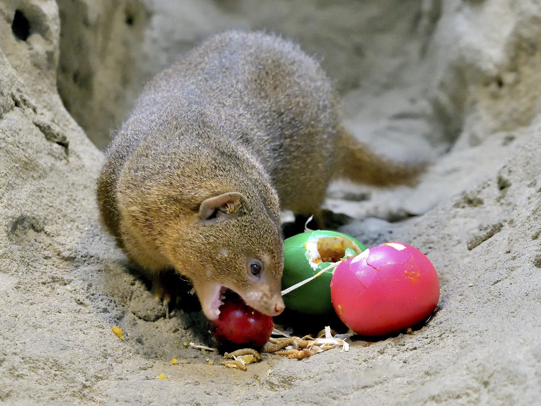 Im Tiergarten Schönbrunn ist man bereist voll in Osterstimmung.