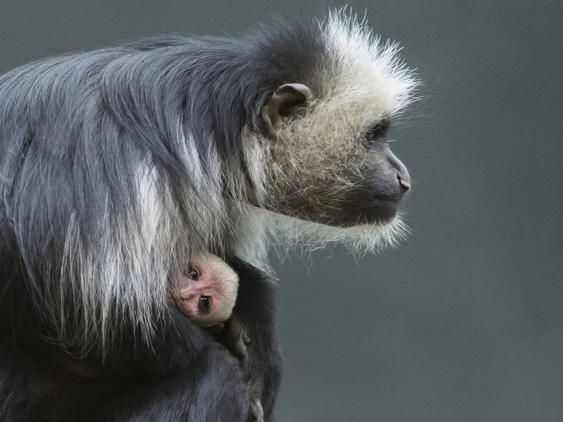 Im Tiergarten Schönbrunn wurde ein Bärenstummelaffenbaby geboren.