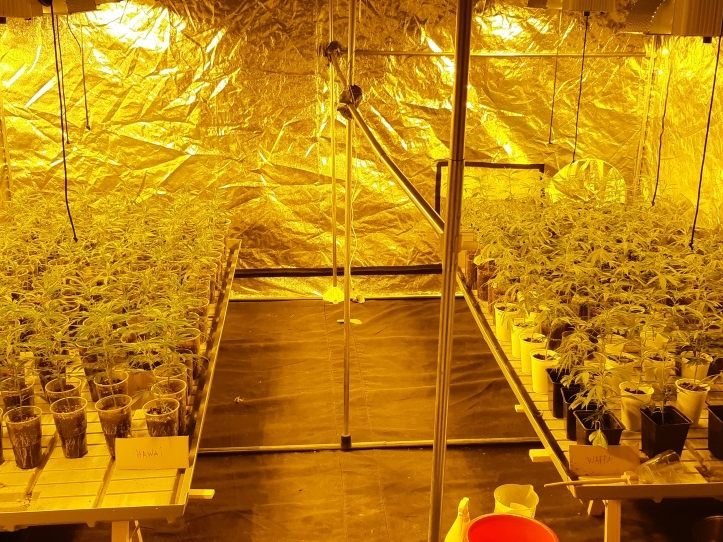 Der Züchter gab an, aus den Planzen Cannabis-Öl herstellen zu wollen.