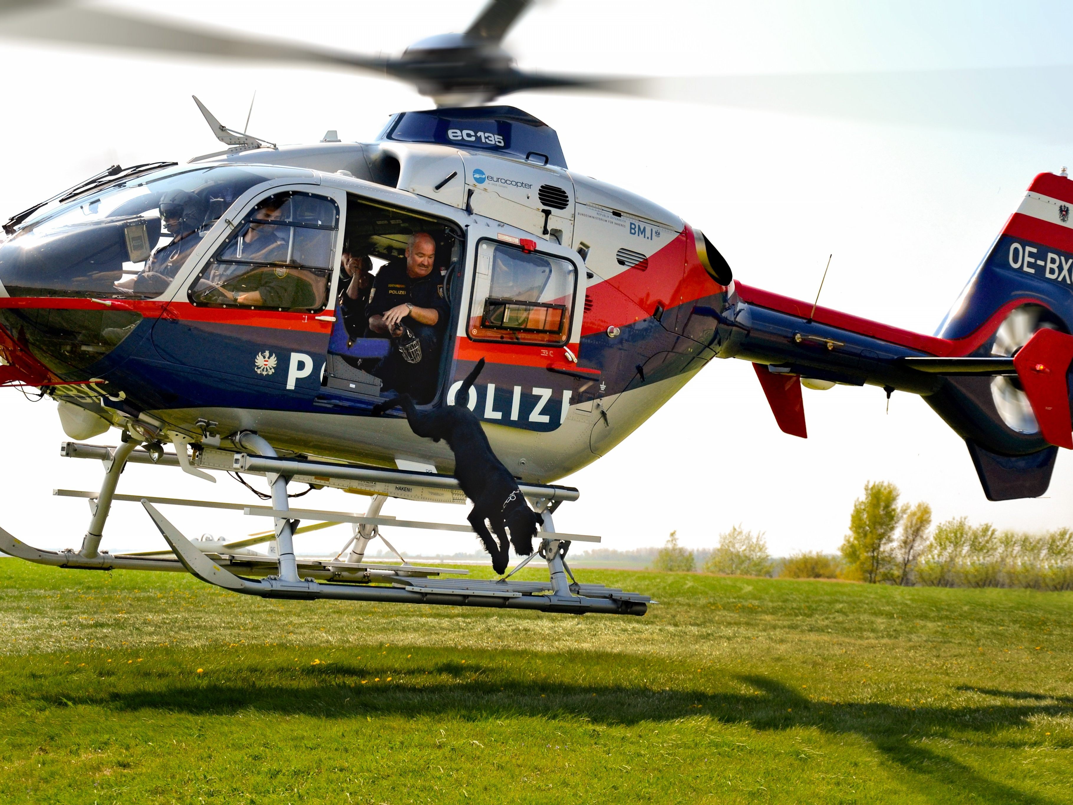 Alle Wiener Polizeihunde werden zu Schutz- und Stöberhunden ausgebildet. Danach folgt eine Spezialausbildung. Alle Wiener Polizeihunde werden zu Schutz- und Stöberhunden ausgebildet. Danach folgt eine Spezialausbildung.