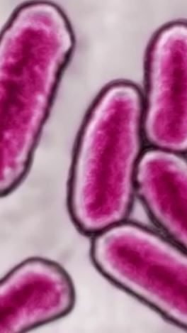 Der Virus wird als gefährlich eingestuft.