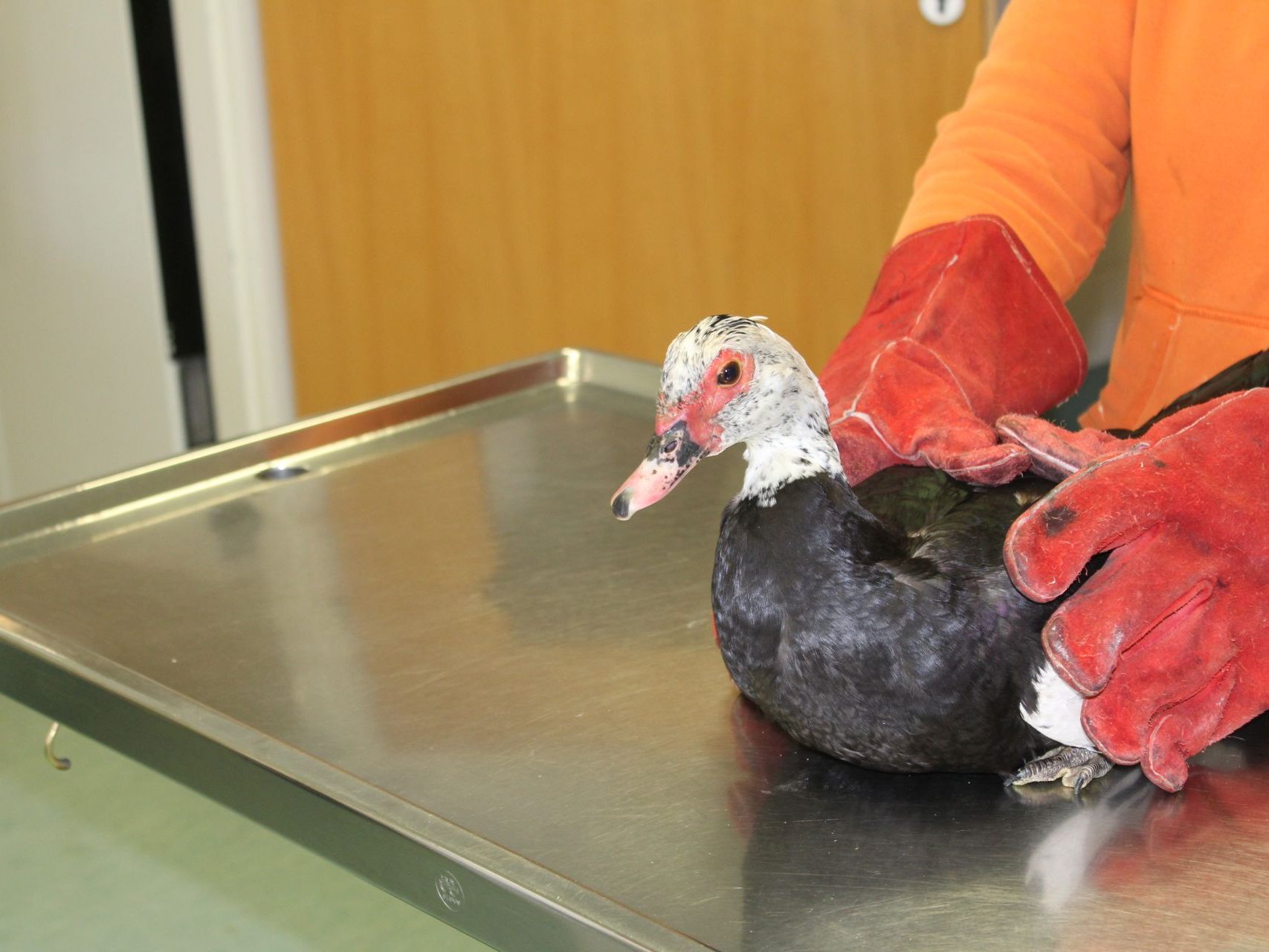 Die entlaufene Warzenente wird im Wiener Tierschutzverein versorgt.