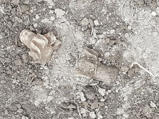Zwei Teile von Werfergranaten aus dem 2. Weltkrieg wurden in Wien-Donaustadt gefunden. Zwei Teile von Werfergranaten aus dem 2. Weltkrieg wurden in Wien-Donaustadt gefunden.