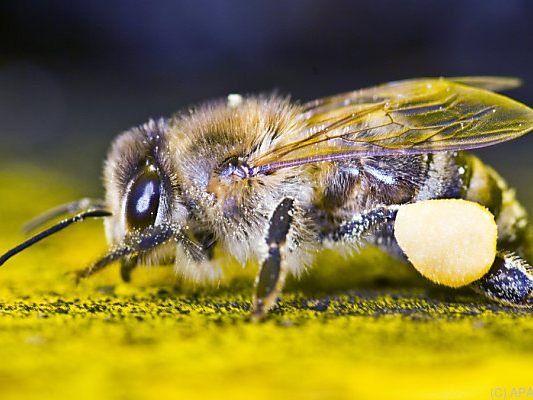 EU verbietet chemische Feinde von Bienen