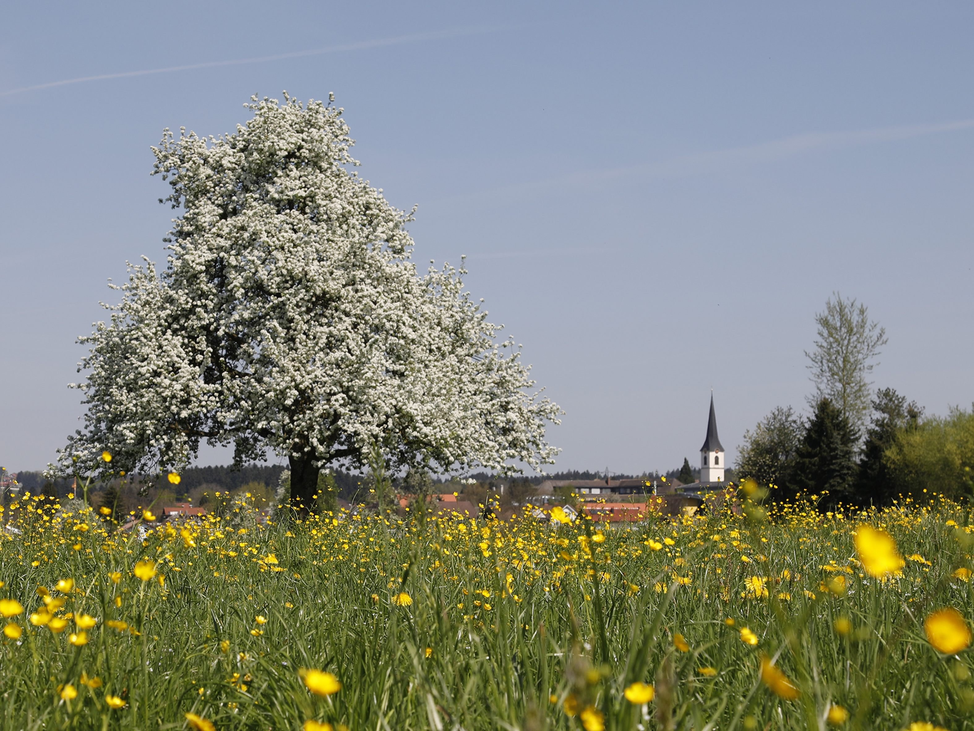 Apfelbaumblüte