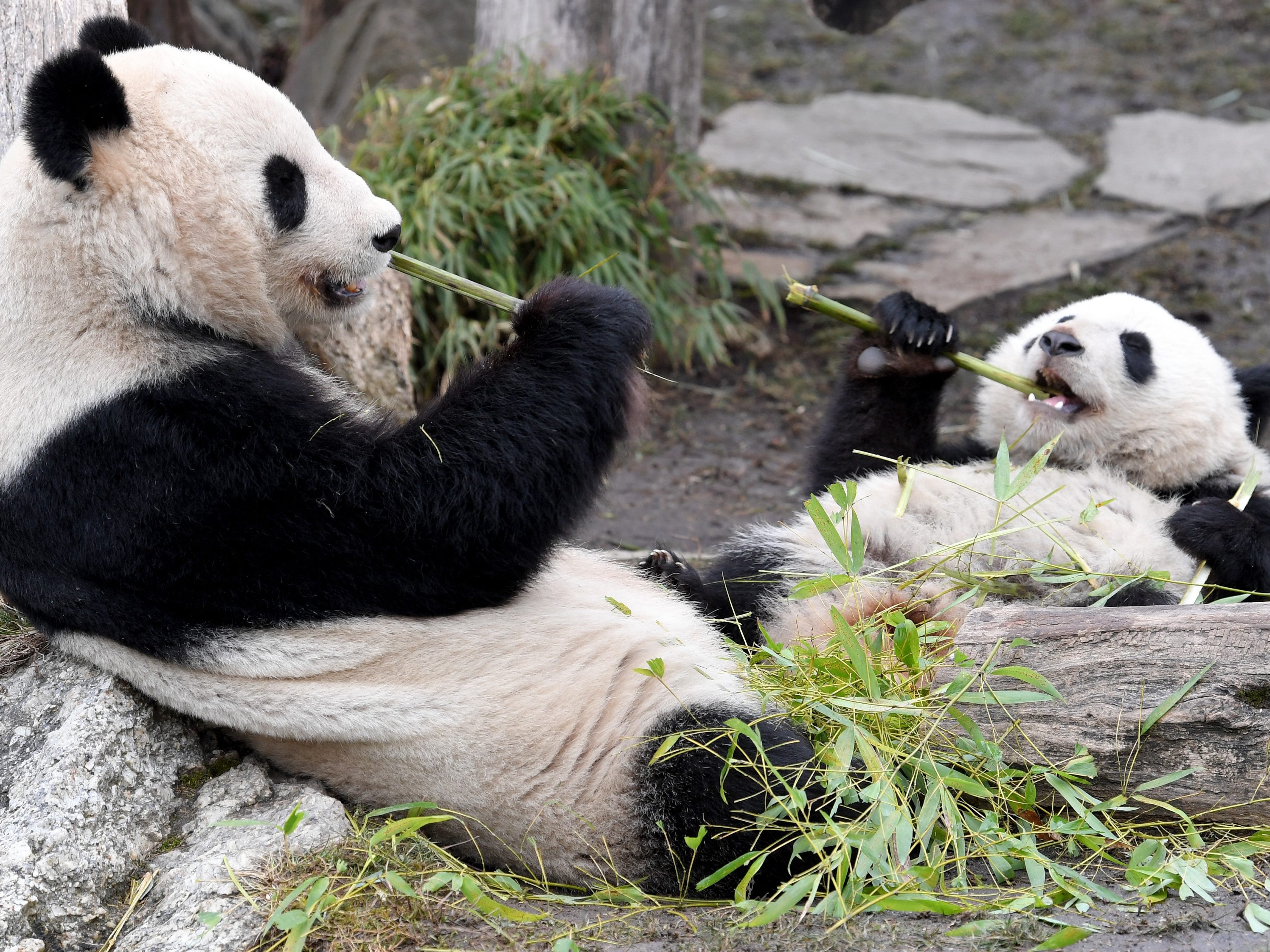 Die Pandas in Schönbrunn genießen den Frühling. Die Pandas in Schönbrunn genießen den Frühling.