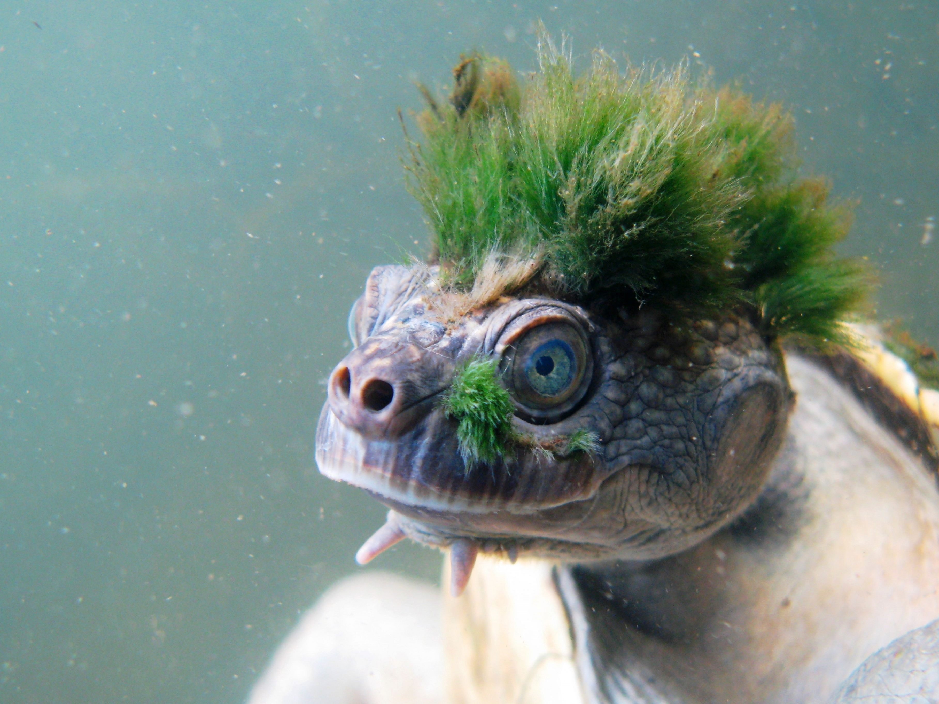 Kuriose australische Tierart auf Liste der akut bedrohten Reptilien aufgenommen. Kuriose australische Tierart auf Liste der akut bedrohten Reptilien aufgenommen.