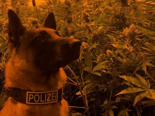 Spürhund "Hunter" entdeckte 132 Stück Cannabispflanzen.