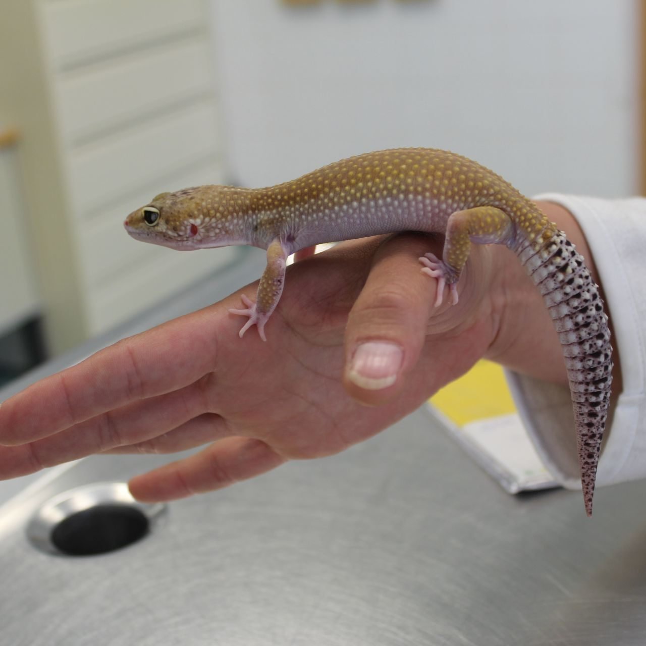 Der kleine Gecko "Fritzi" wird seit Dienstag vom Wiener Tierschutzverein betreut.